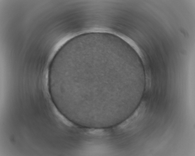 X0000113551006200910161430