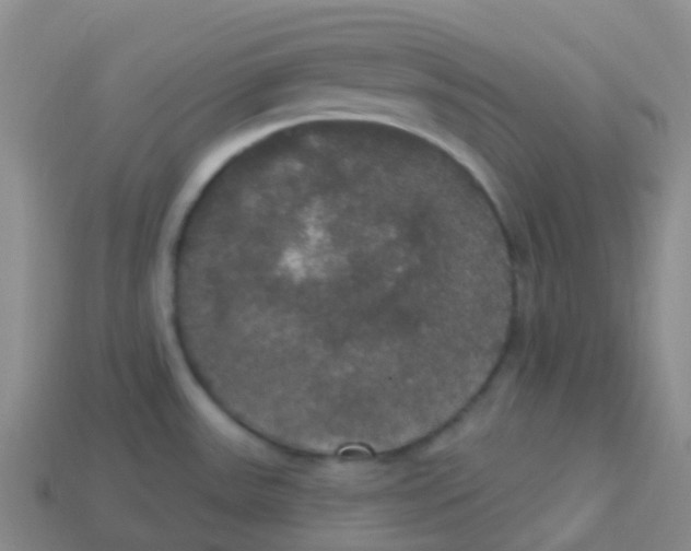 X0000113551531200910161423