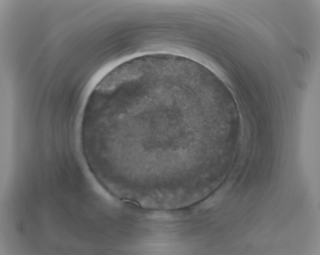 X0000113551536200910161423
