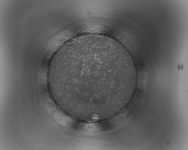X0000113560309200910021601