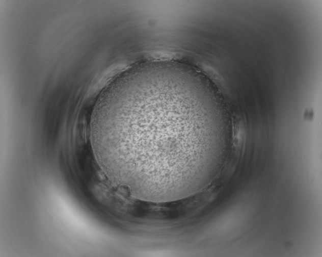 X0000113560334200910021600