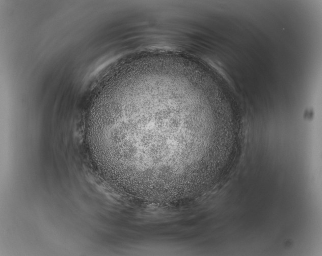 X0000113561015200910021550