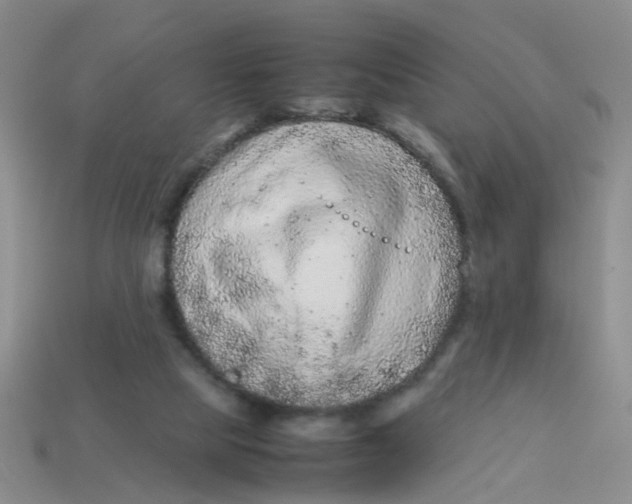 X0000113560065200910161505