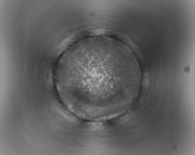 X0000113570524200910091442