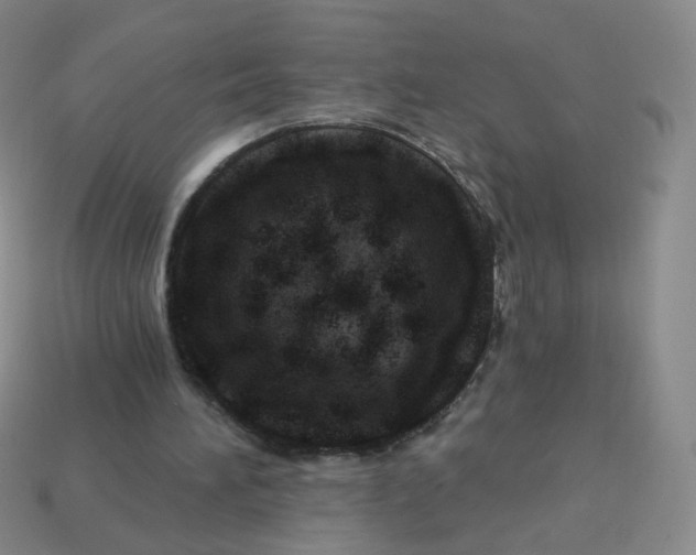 X0000113570196200910161525