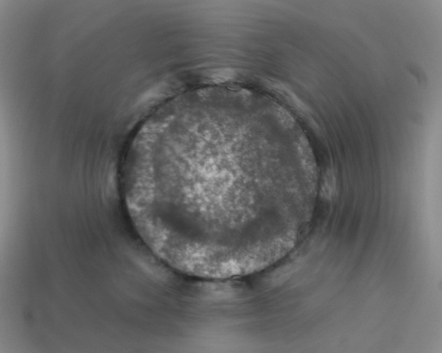 X0000113570524200910161521