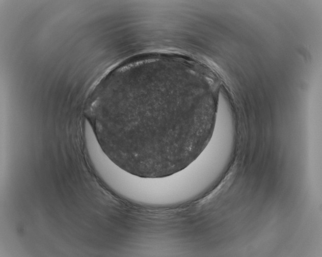 X0000113571361200910161509