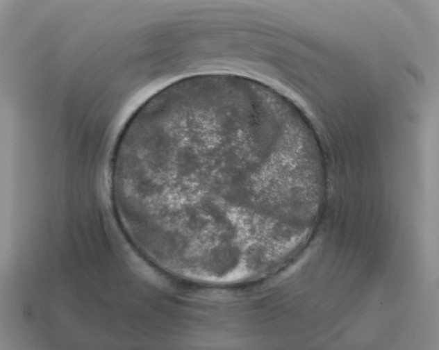 X0000113571517200910161507