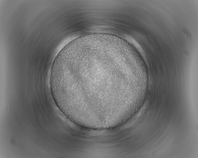 X0000113581386200910161531