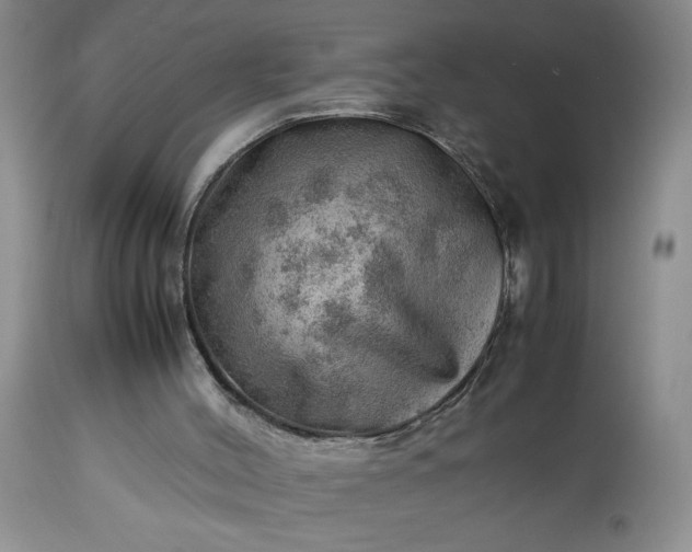 X0000113590004200910021728