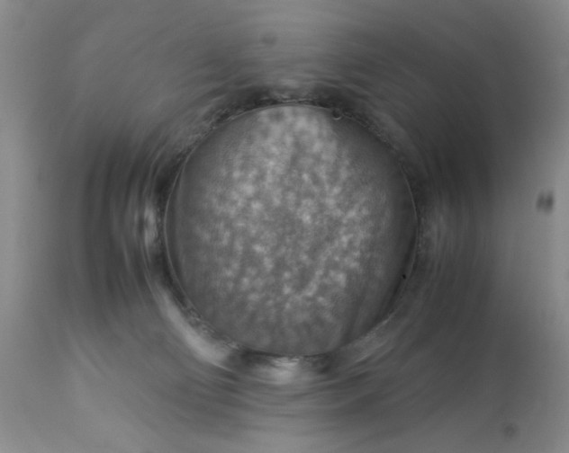 X0000113590130200910021726