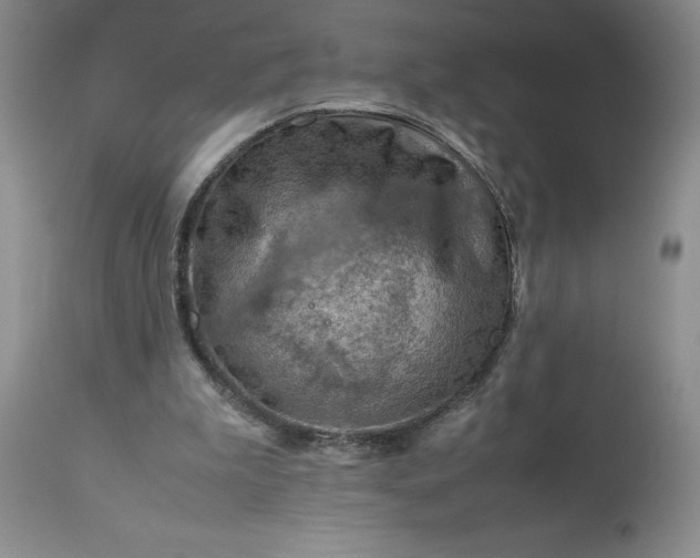 X0000113590199200910021725