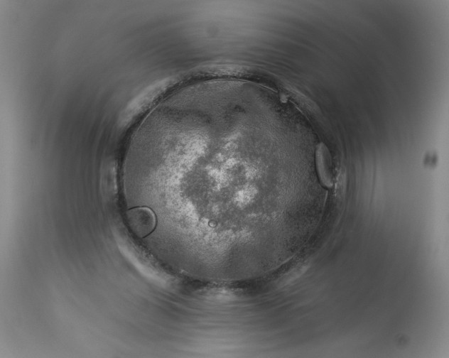 X0000113590254200910021724