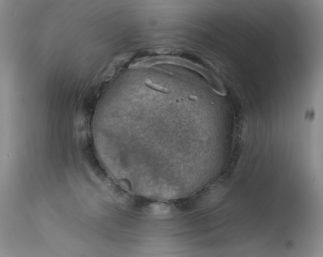 X0000113590272200910021724