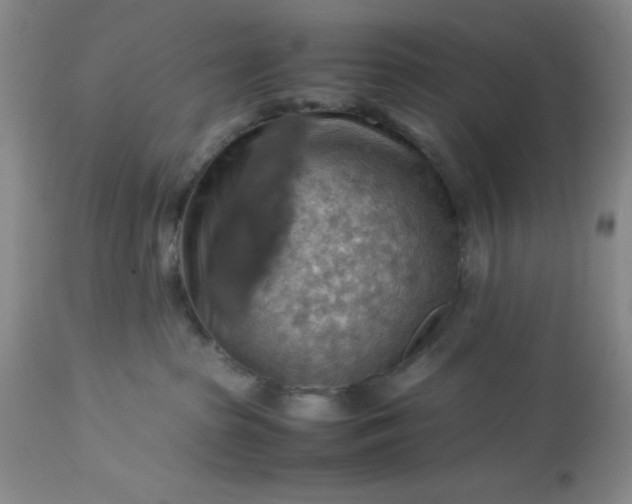 X0000113590285200910021724