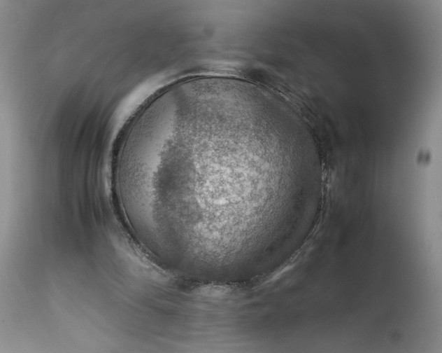 X0000113590294200910021724