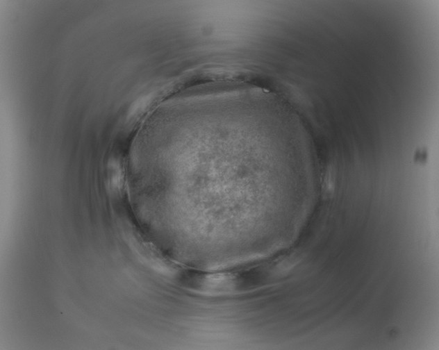 X0000113590335200910021723