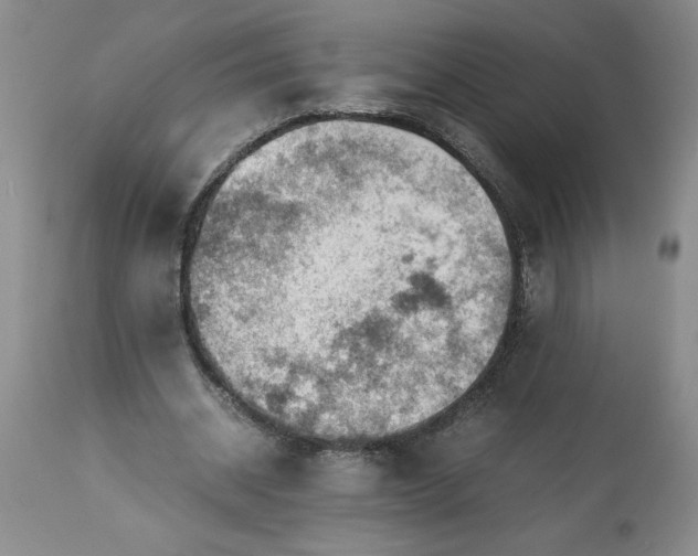 X0000113590534200910021719