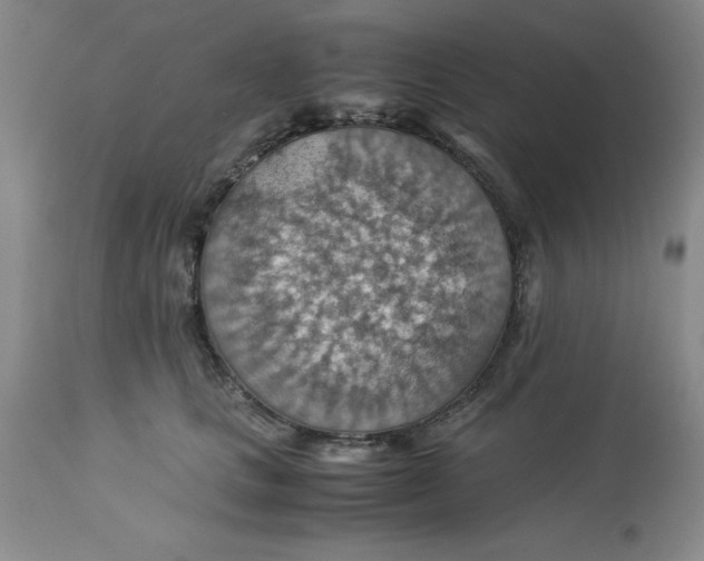 X0000113590661200910021718