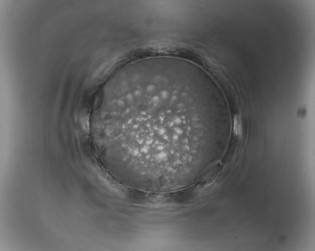 X0000113591155200910021710