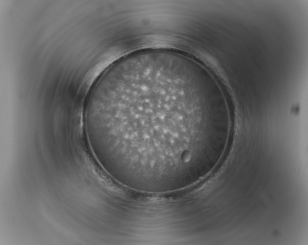 X0000113591226200910021709