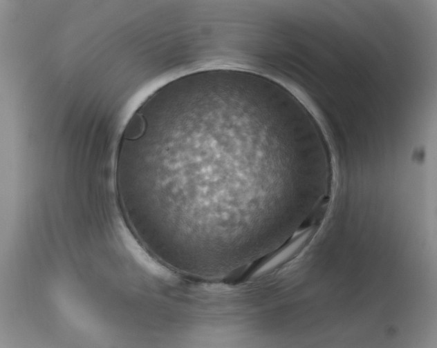 X0000113591246200910021709