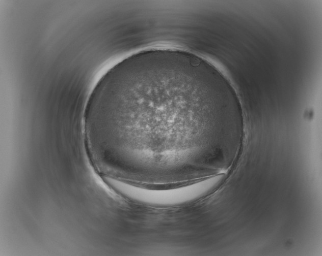 X0000113591335200910021707