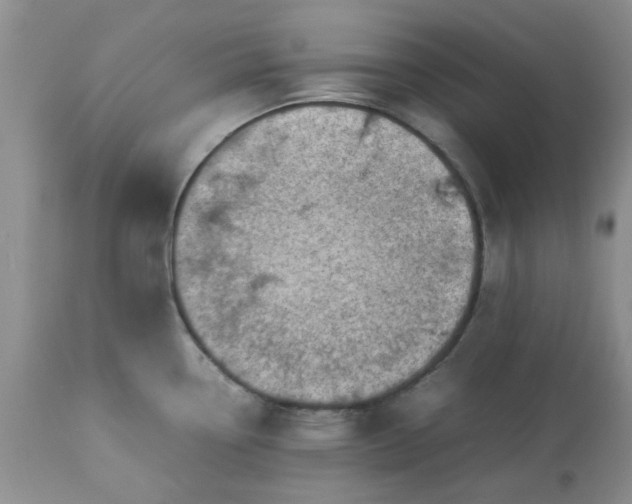 X0000113591338200910021707