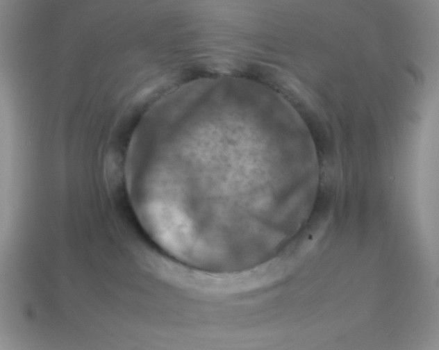 X0000113590043200910091509