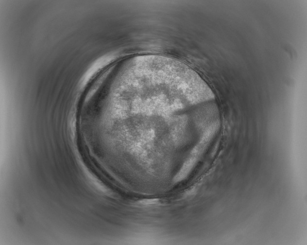 X0000113590054200910091508