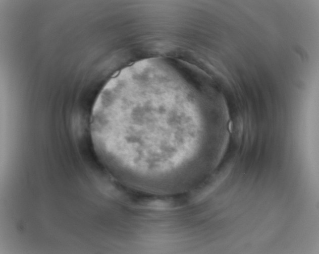 X0000113590236200910091506