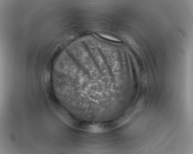 X0000113590365200910091504