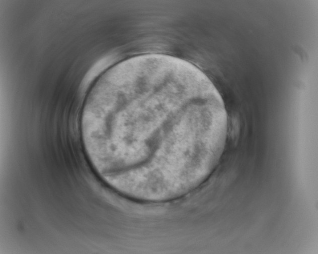 X0000113590004200910161853