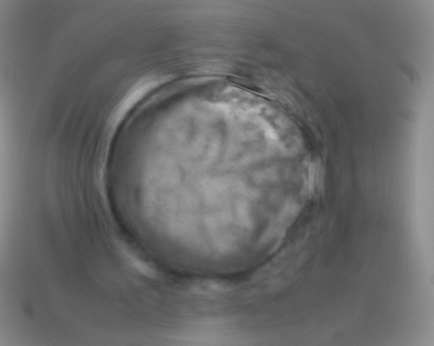 X0000113590195200910161850