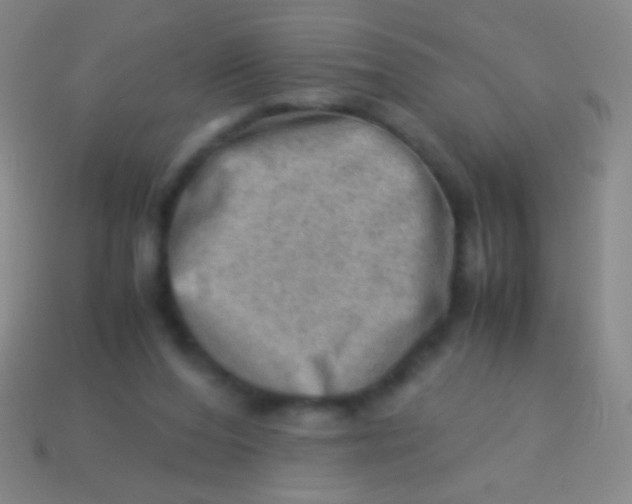 X0000113590208200910161850