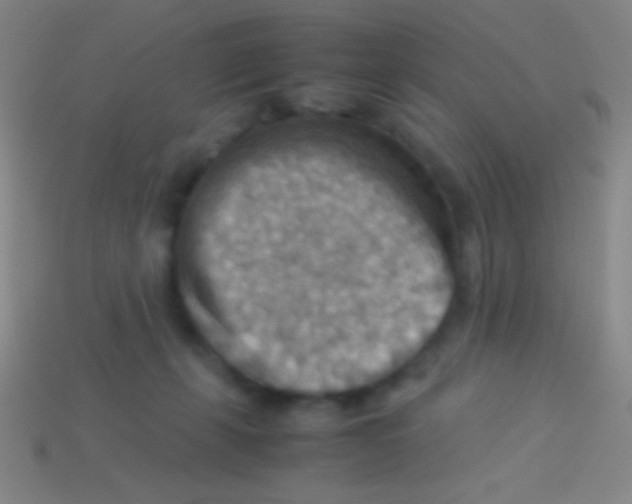 X0000113590271200910161849