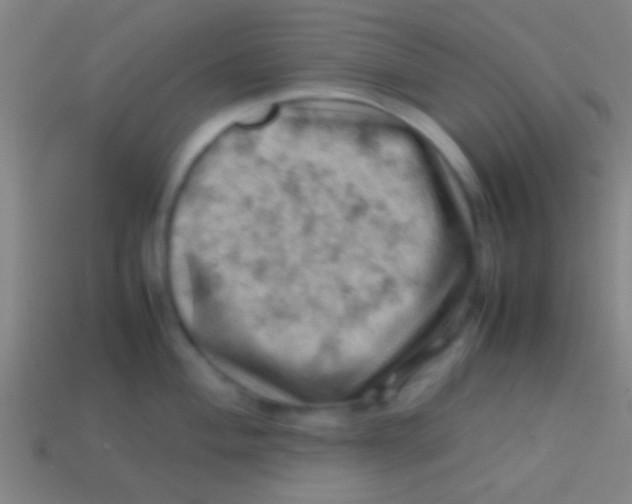 X0000113591004200910161839