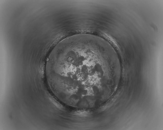 X0000113600065200909251205