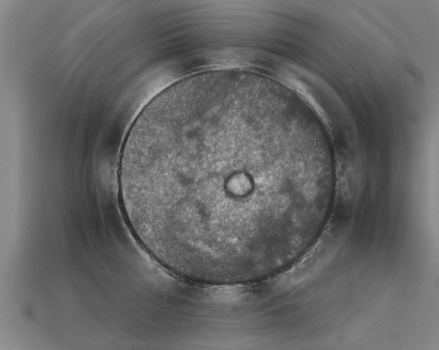 X0000113600810200909251155