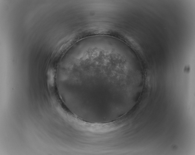 X0000113600026200910021751