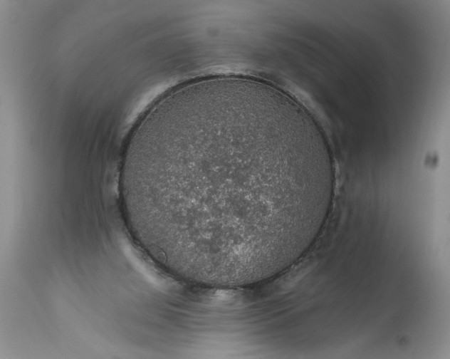 X0000113600060200910021750