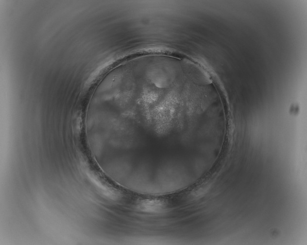 X0000113600063200910021750