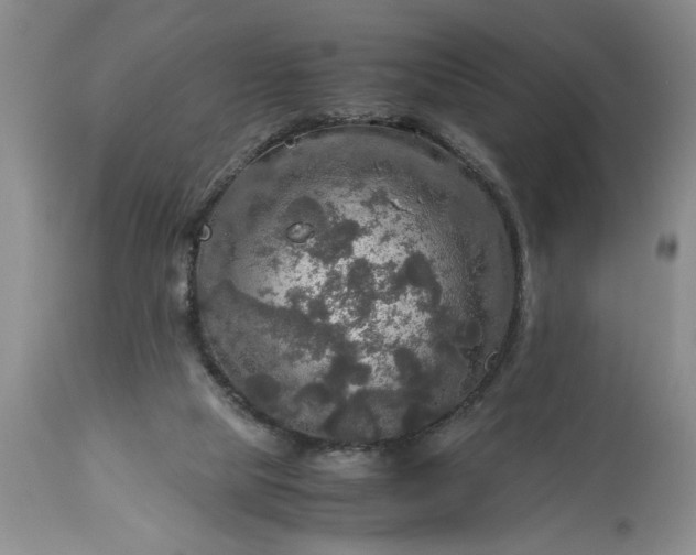 X0000113600065200910021750