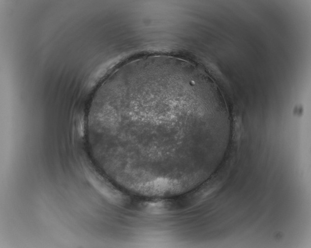 X0000113600068200910021750