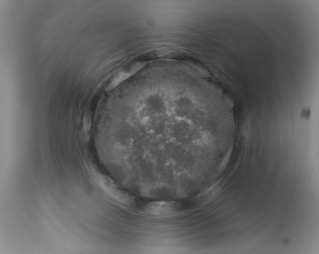 X0000113600082200910021751