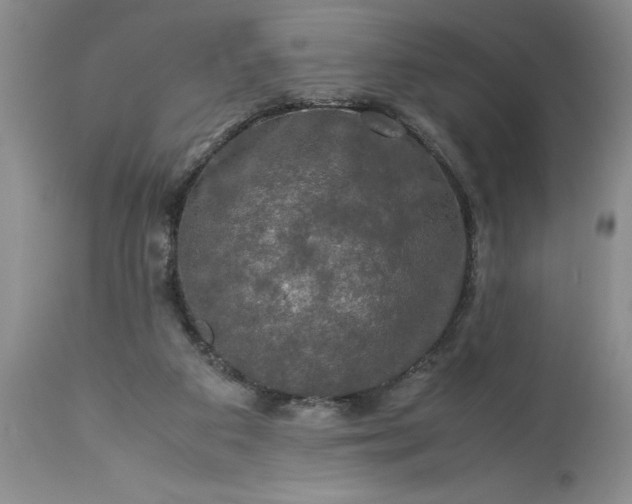 X0000113600113200910021750