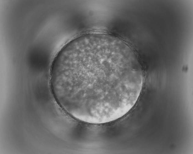 X0000113600293200910021747