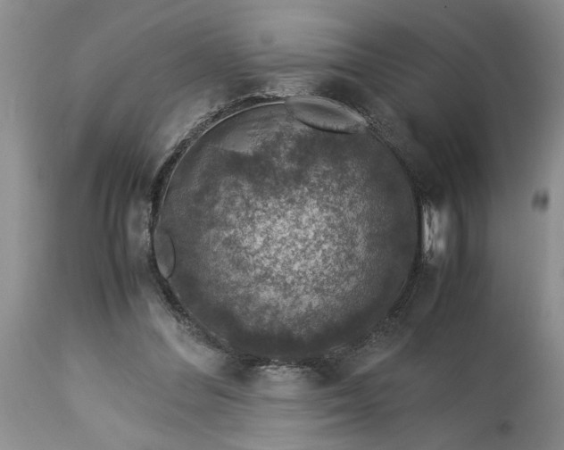 X0000113600300200910021747