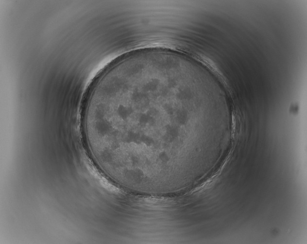 X0000113600780200910021740