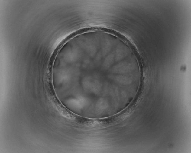 X0000113600879200910021738